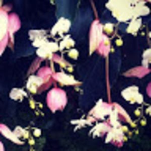 Meet your Posher, Lucy